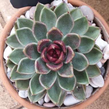 Echeveria Black Rose