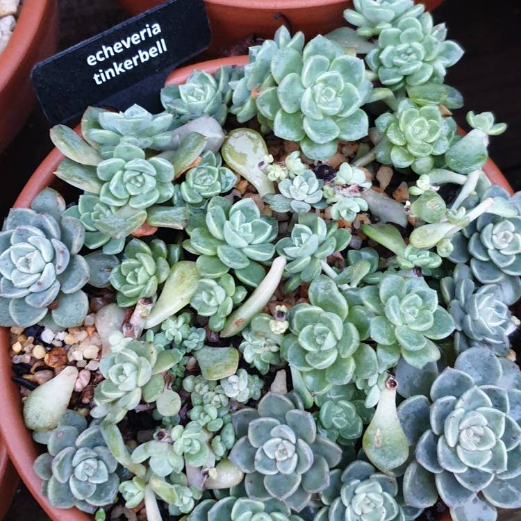 Plant image Echeveria 'Tinkerbell'