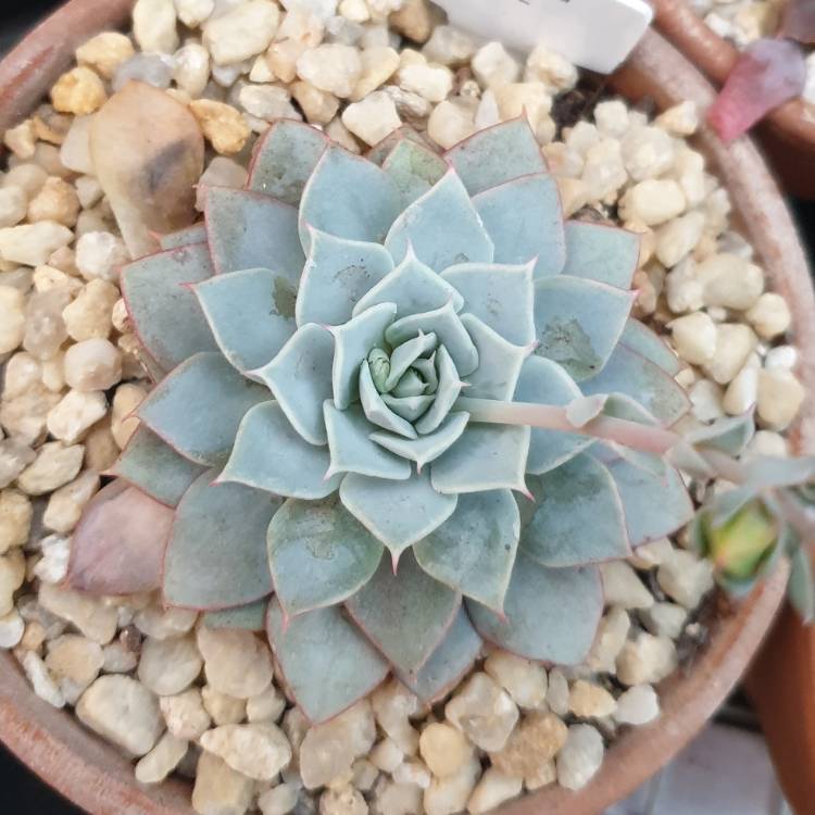 Plant image Echeveria Luzz