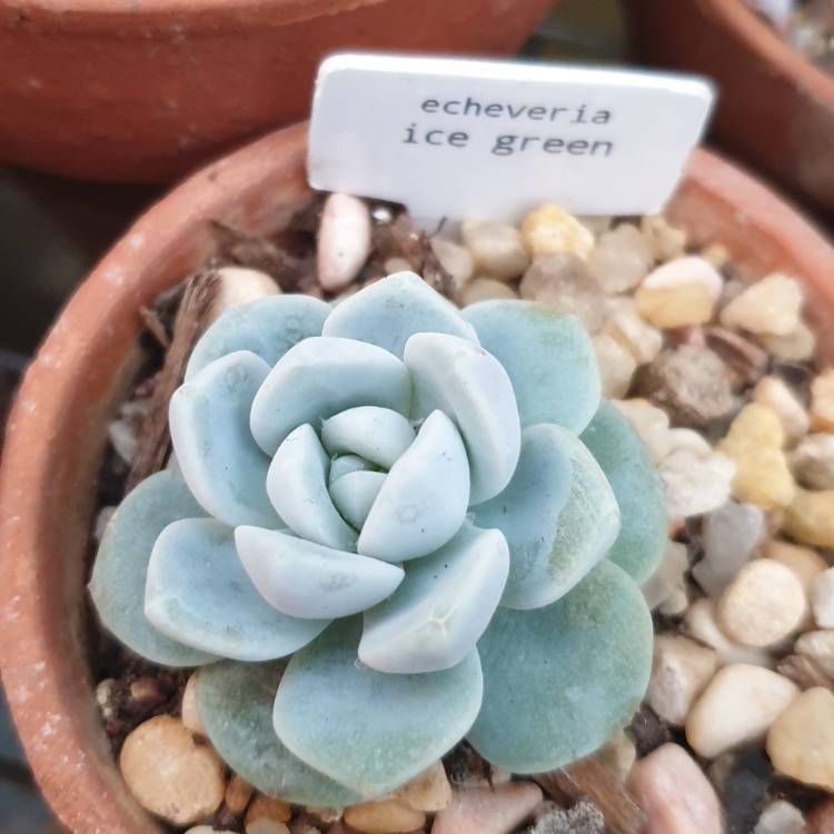 Plant image Echeveria Ice Green