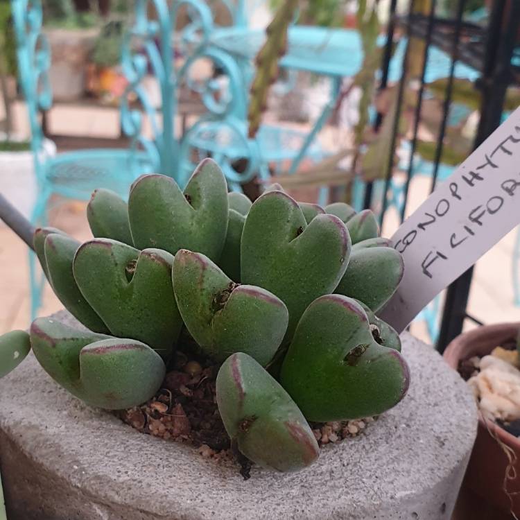 Plant image Conophytum bilobum syn. Derenbergia biloba, Mesembryanthemum bilobum