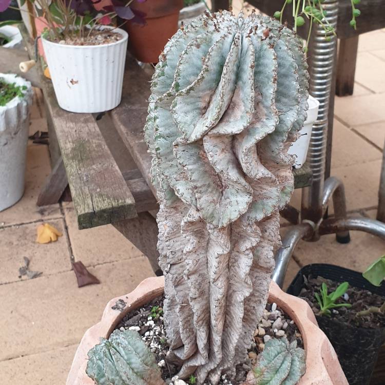 Plant image Euphorbia polygona 'Snowflake'