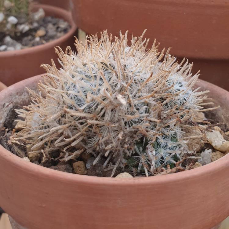 Plant image Mammillaria duwei