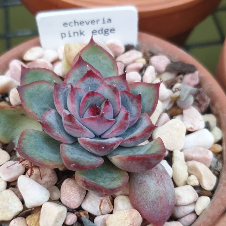 Plant image Echeveria Pink Edge