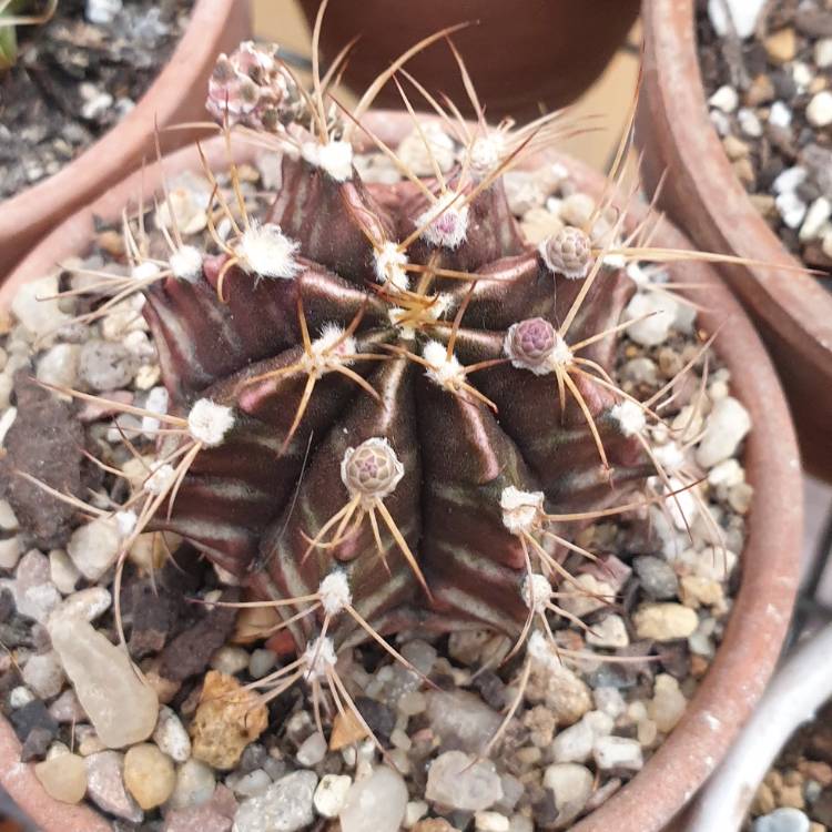 Plant image Gymnocalycium mihanovichii