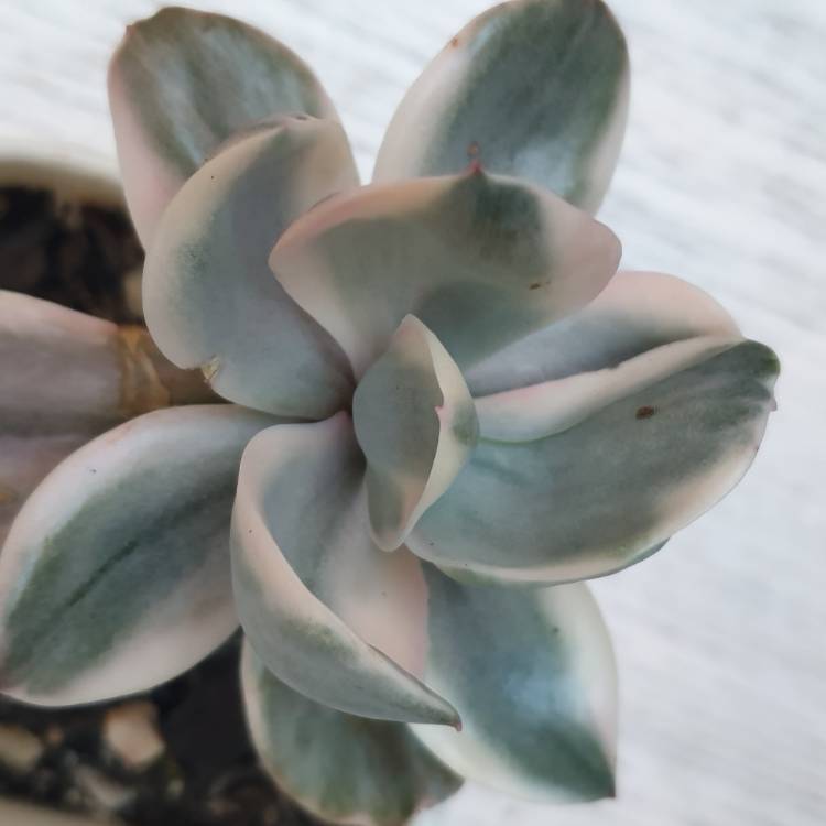 Plant image Echeveria Berkeley Variegata