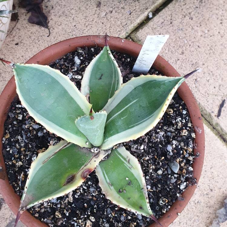 Plant image Agave Celsii Multicolour