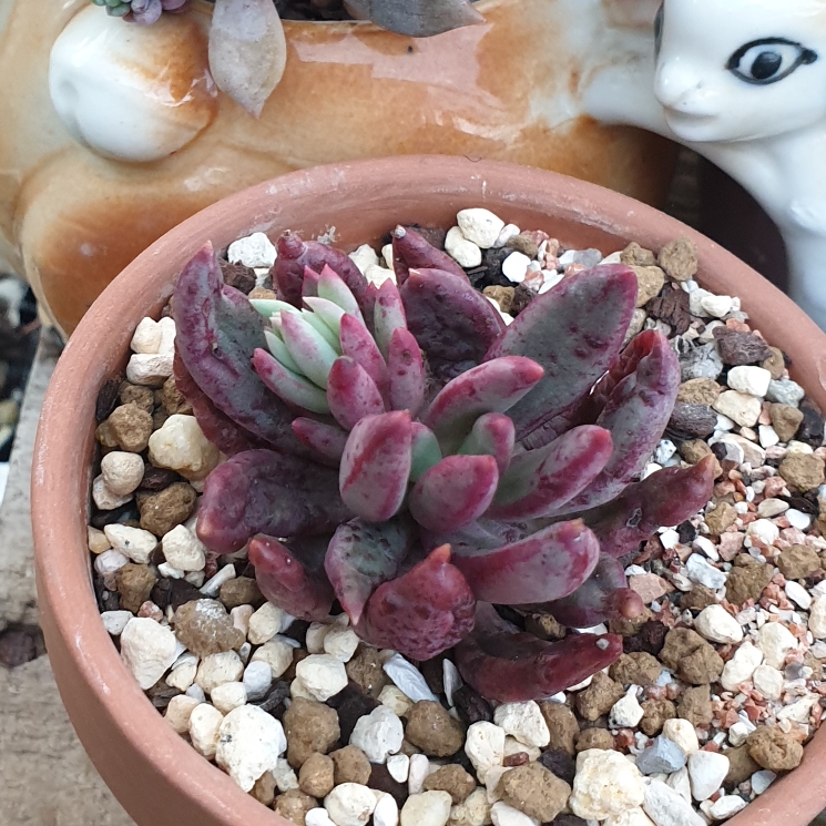 Plant image Pachyveria Red Banana 