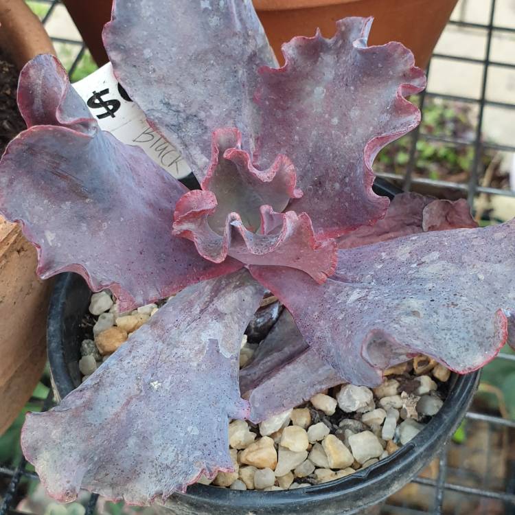 Plant image Echeveria Black Opal