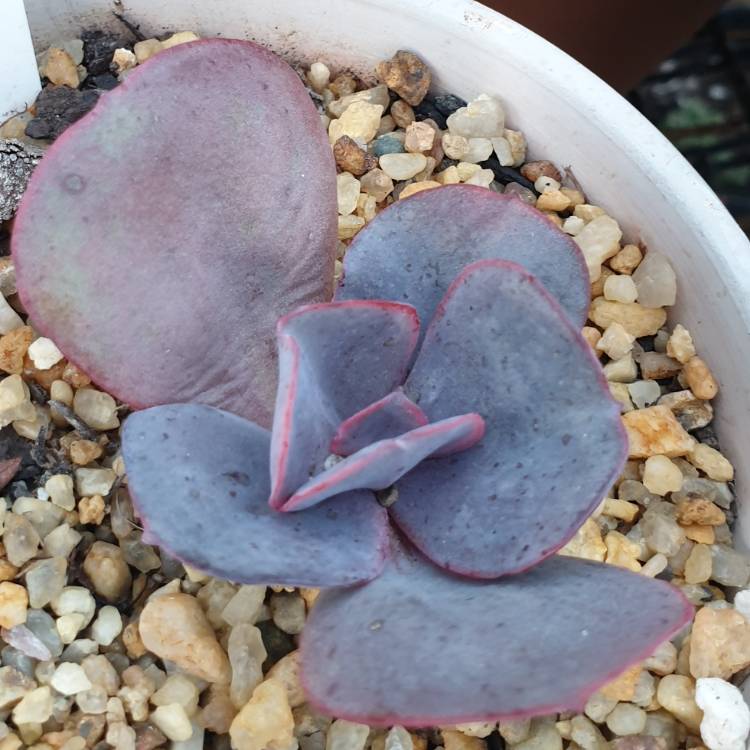 Plant image Echeveria Valentine