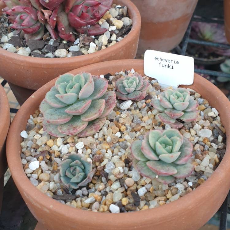 Plant image Echeveria Funki