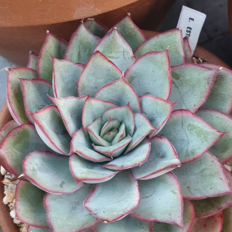 Plant image Echeveria Esther