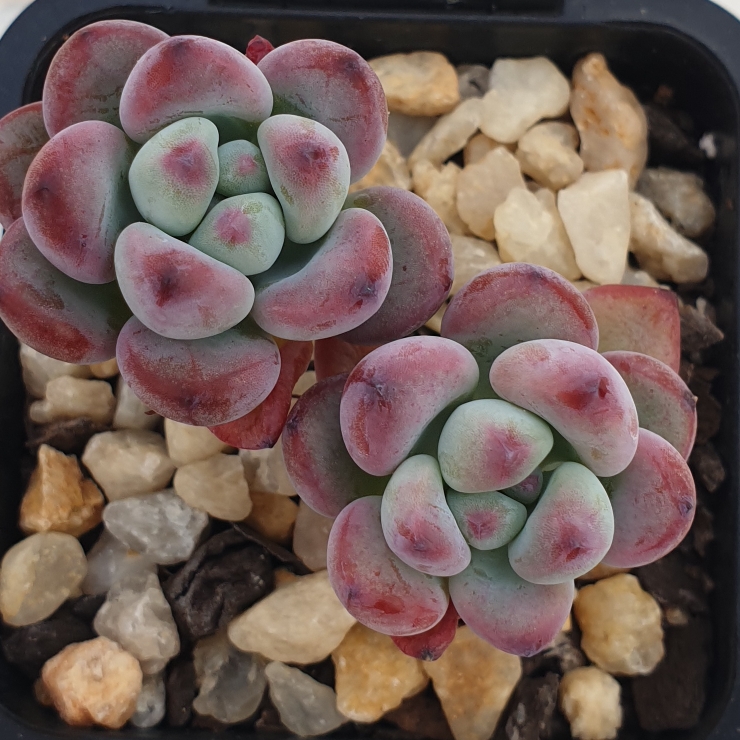 Plant image Sedum Commixtum