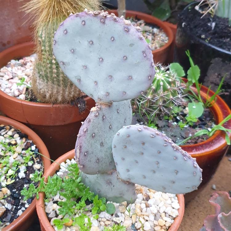 Plant image Opuntia gosseliniana var. 'Santa Rita'