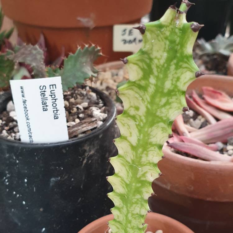 Plant image euphorbia Trigona variegated