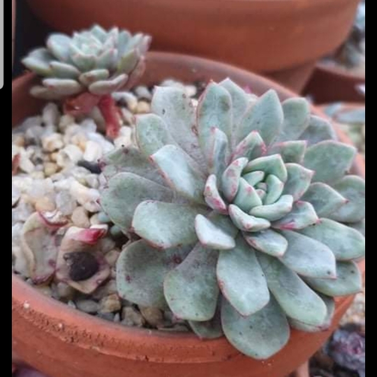 Plant image Echeveria Love Me