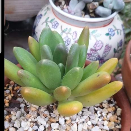 Plant image Pachyphytum fittkaui