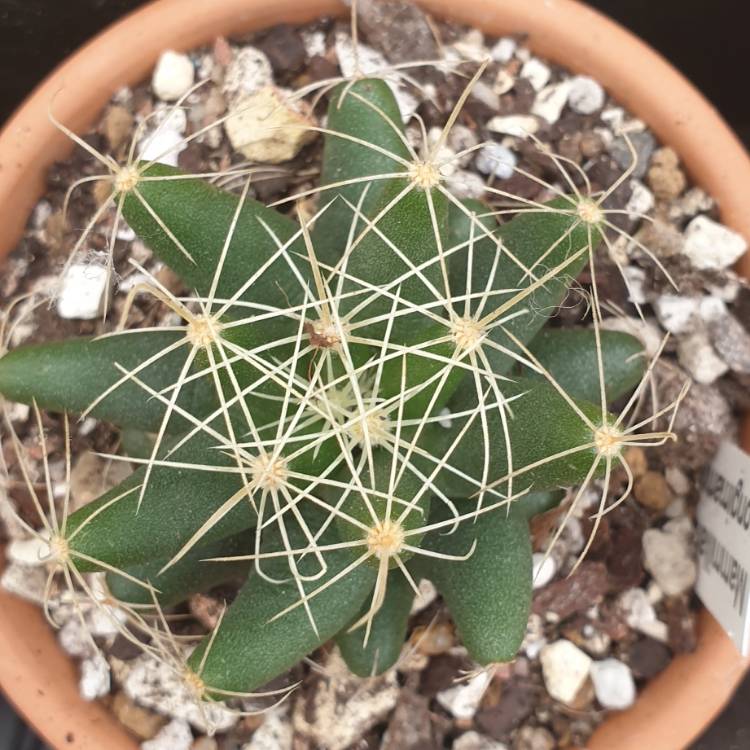 Plant image Mammillaria longimamma