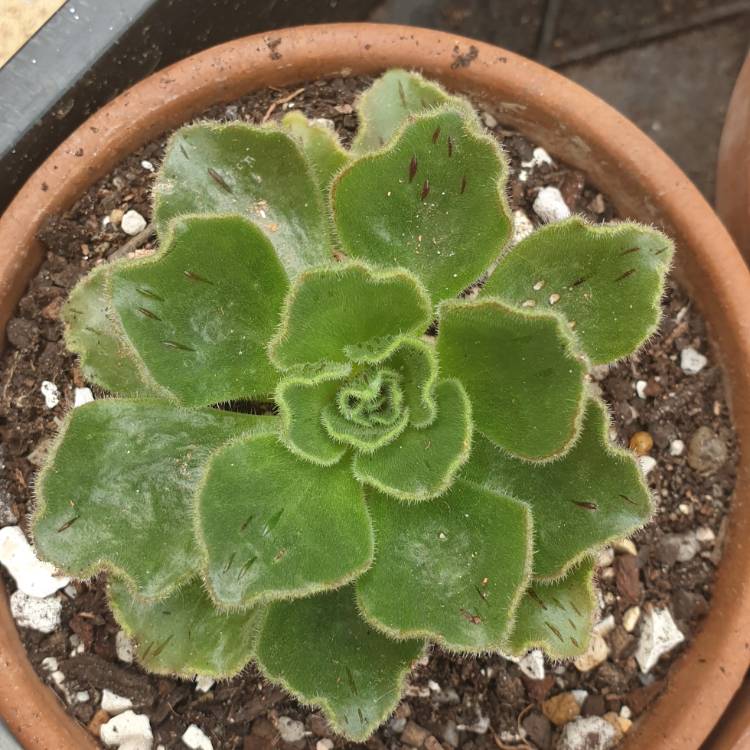 Plant image Aeonium Smithii Hybrid