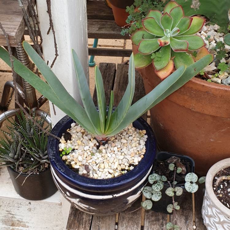 Plant image Aloe Plicatilis