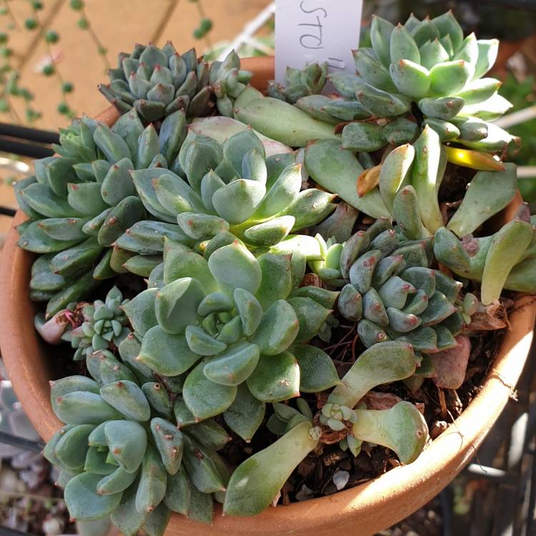 Plant image Echeveria Gusto