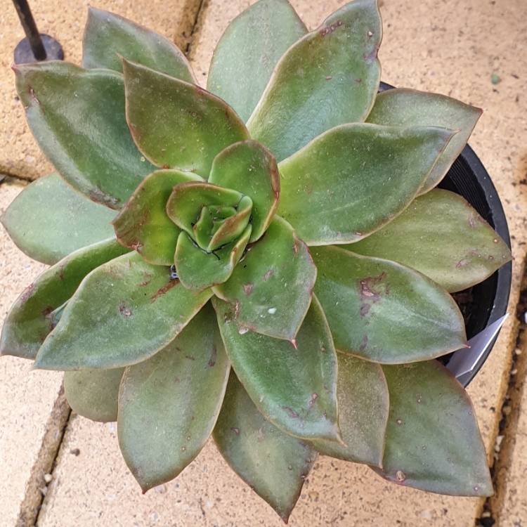 Plant image Echeveria Green Star