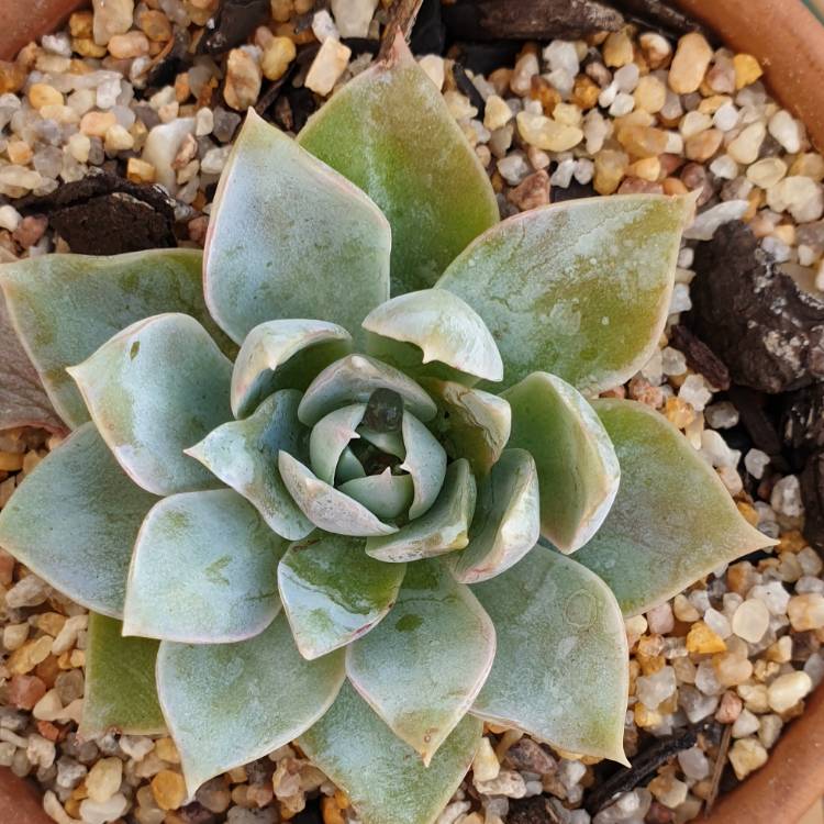 Plant image Echeveria Canadian