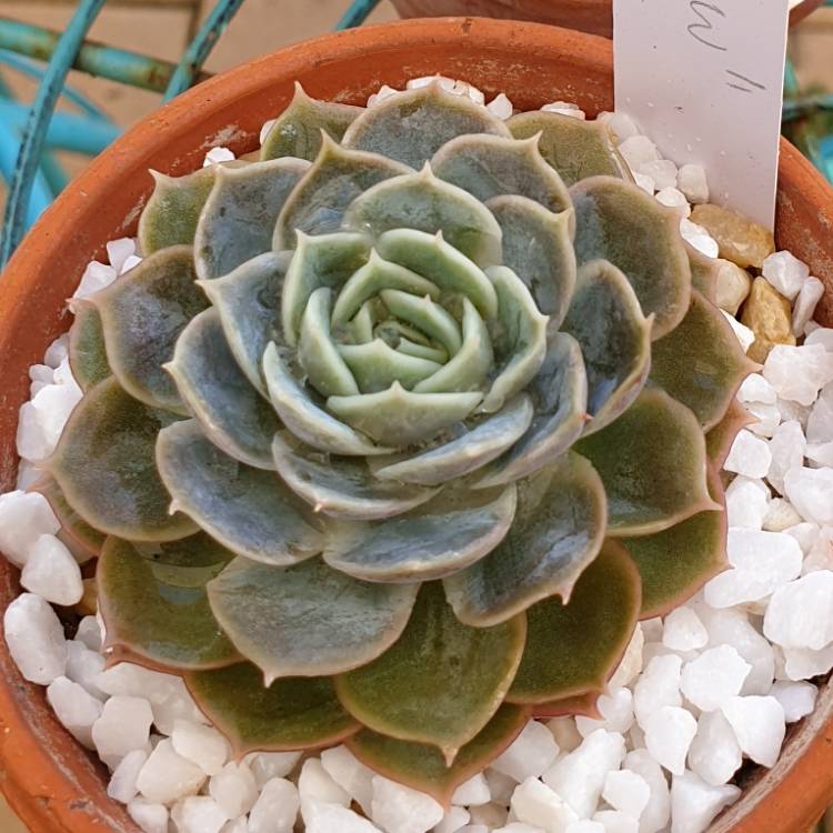 Plant image Echeveria Onslow