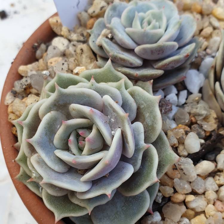 Plant image Echeveria Deresina