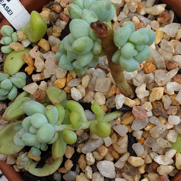 Plant image Sedum treleasei