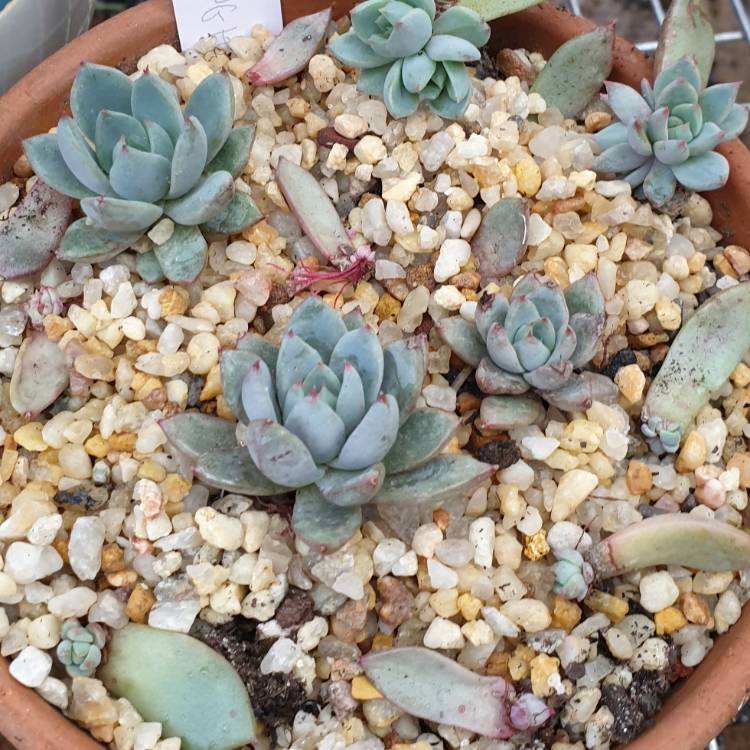 Plant image Echeveria Shanghai Lady