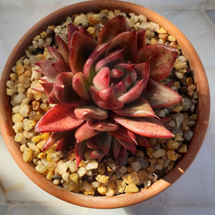 Plant image Echeveria Agavoides Ebony x Romeo