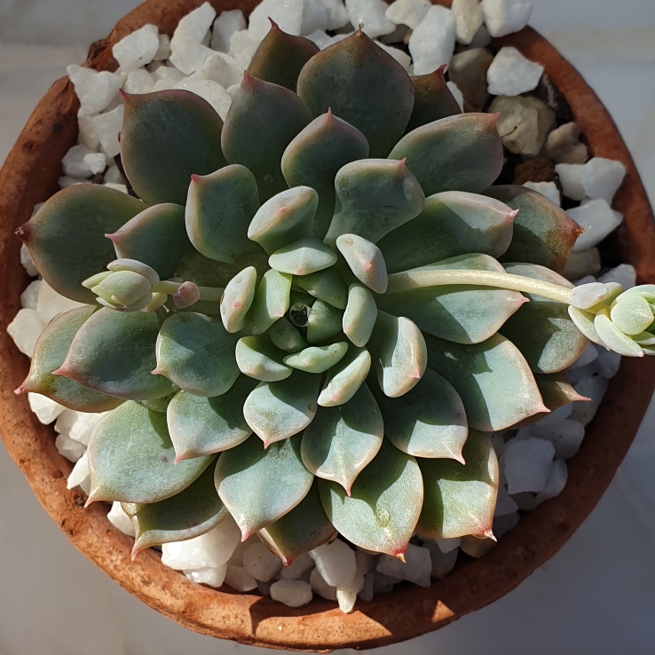 Plant image Echeveria Costa Brava