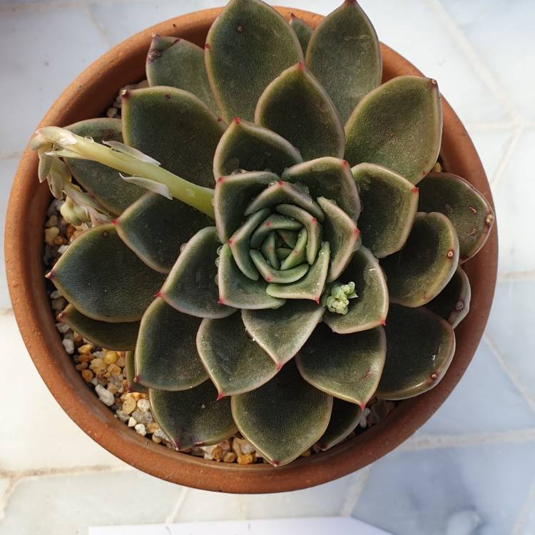 Plant image Echeveria Mira