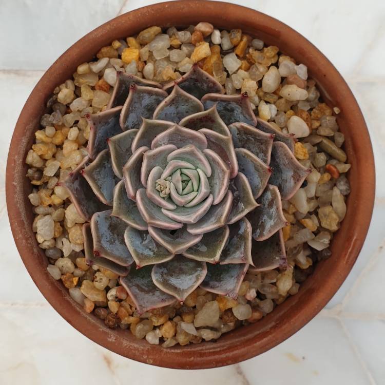 Plant image Echeveria Fiona's Choice 