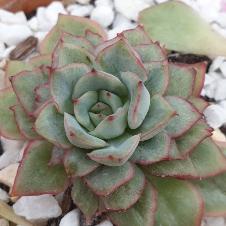 Plant image Echeveria Esther Variegata