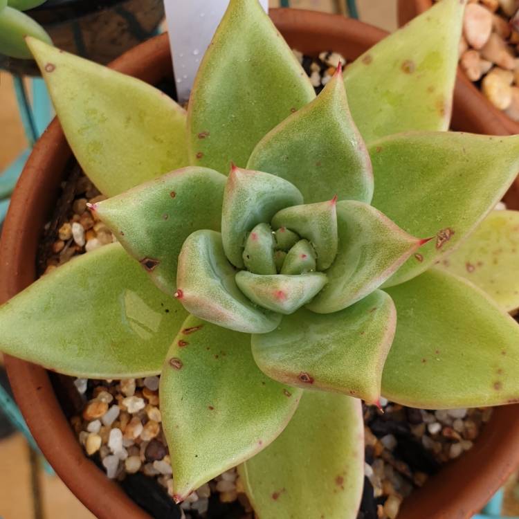 Plant image Echeveria Agavoides Amethystinum