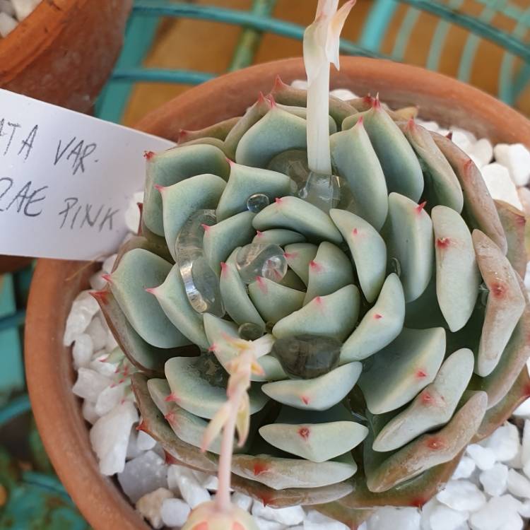 Plant image Echeveria Cuspidata Var. Zaragozae Pink Form