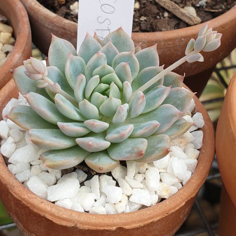 Plant image Echeveria Costa Brava