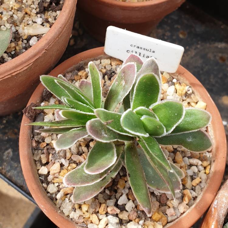 Plant image Crassula Ciliata