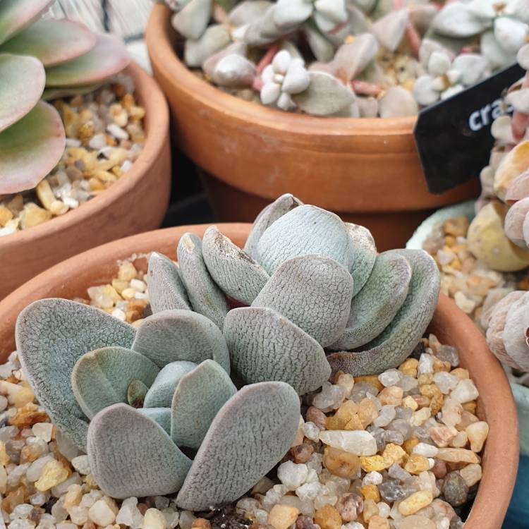 Plant image Crassula tecta syn. Crassula decipiens