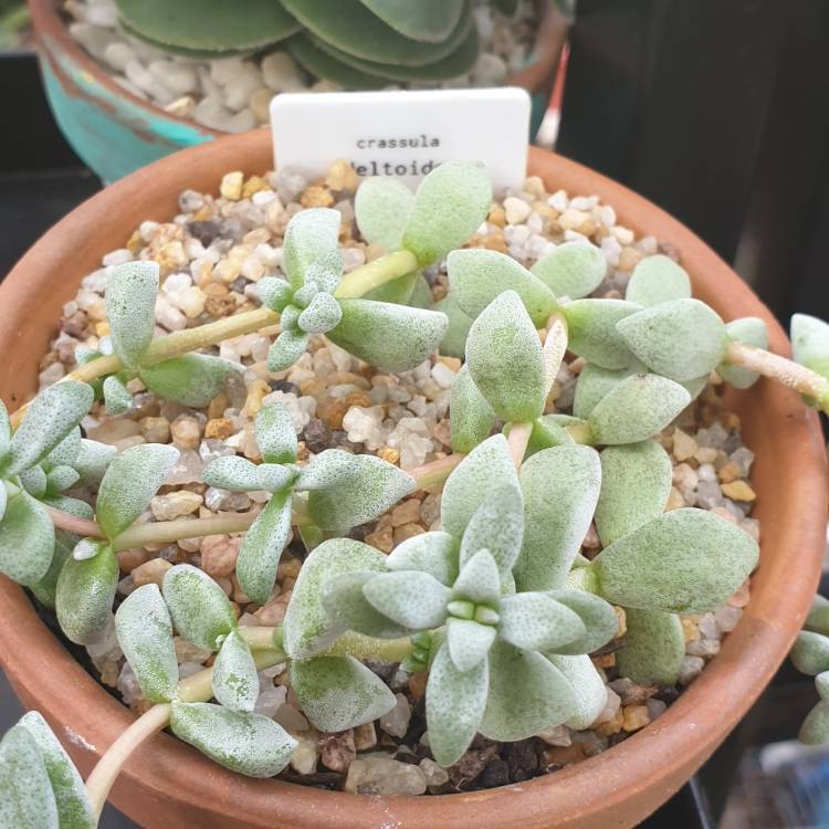 Plant image Crassula Deltoidea