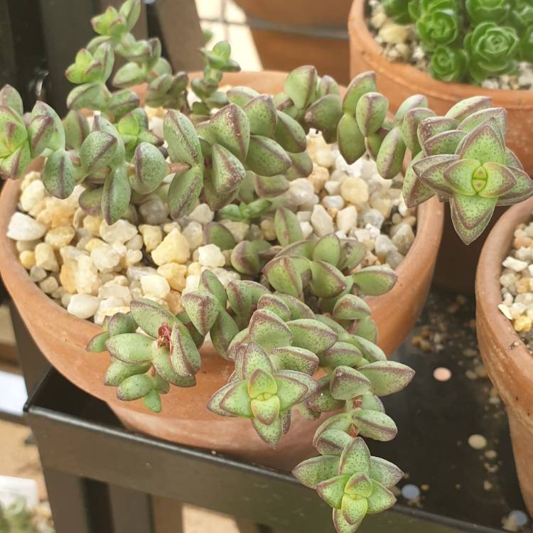 Plant image Crassula rupestris 