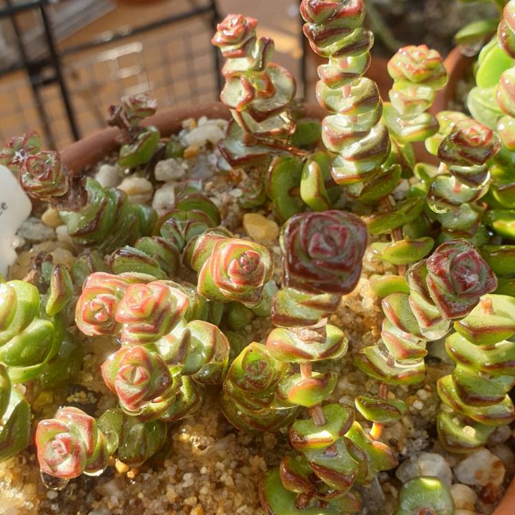 Plant image Crassula Baby's Necklace 