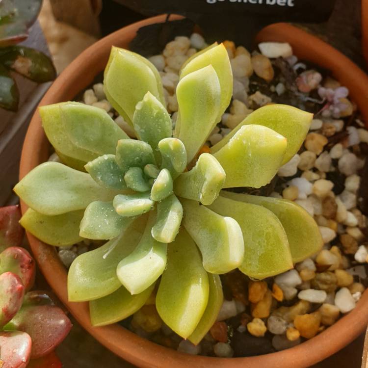 Plant image xGraptoveria Orange Sherbet