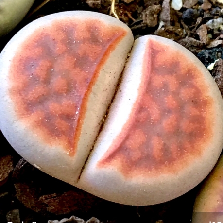 Plant image Lithops Karasmontana Lateritia