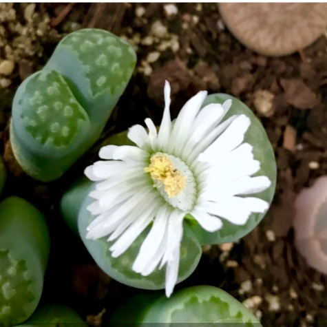 Plant image Lithops Julii subsp. Fulleri C056A cv. Fullergreen