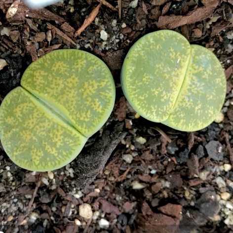 Plant image Lithops Lesliei Albinica