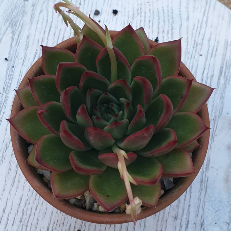 Plant image Echeveria Agavoides Red Tips