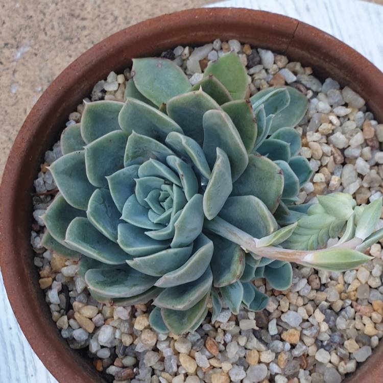 Plant image Echeveria Minima x Graptopetalum Paraguayense